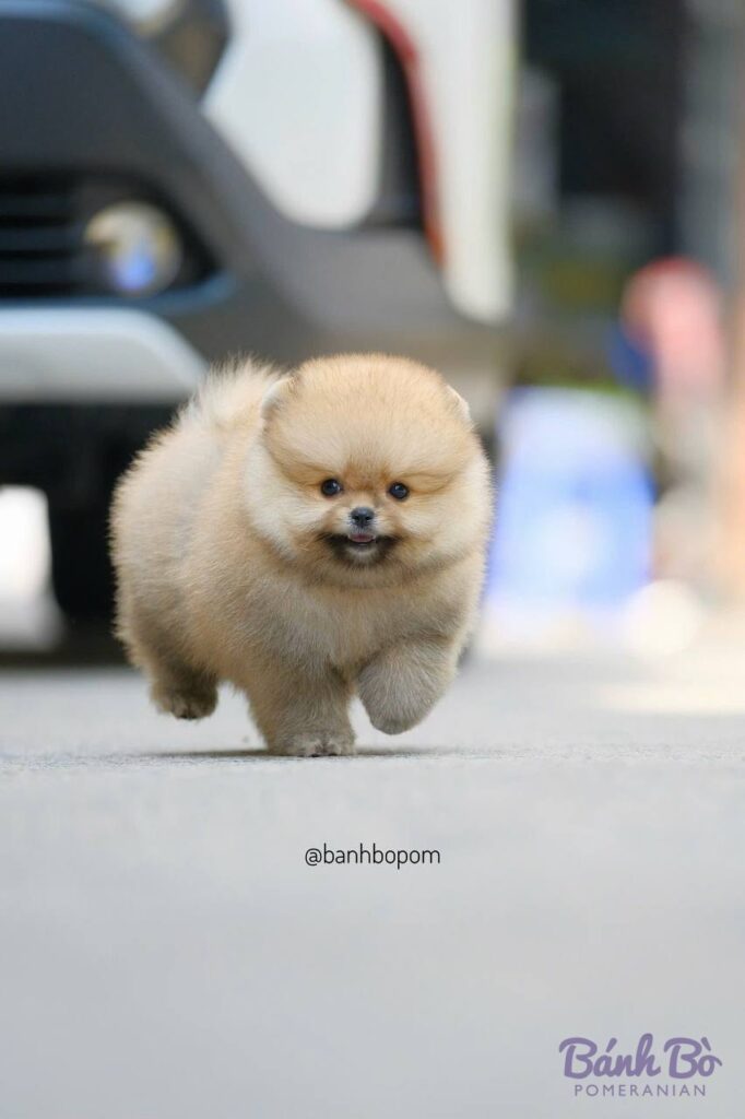 Chú chó Pomeranian con nhỏ, lông màu trắng kem dày xù, mặt tròn xinh xắn, đứng trên đường phố với xe hơi và con người mờ phía sau