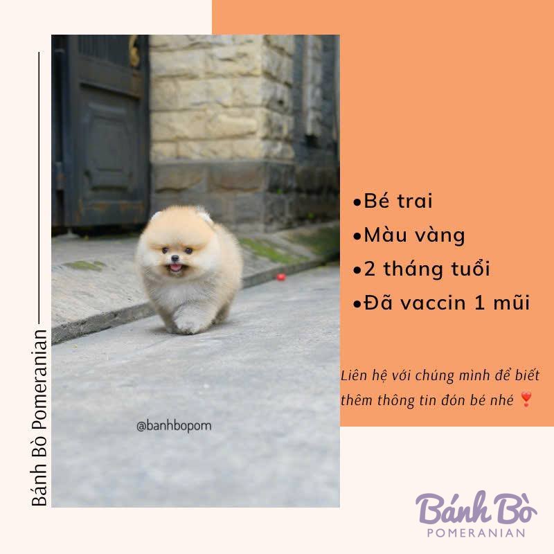 Chú chó Pomeranian con màu trắng, mặt gấu xinh xắn, đang đứng trên nền đá xám, bối cảnh là các bức tường đá cổ kính