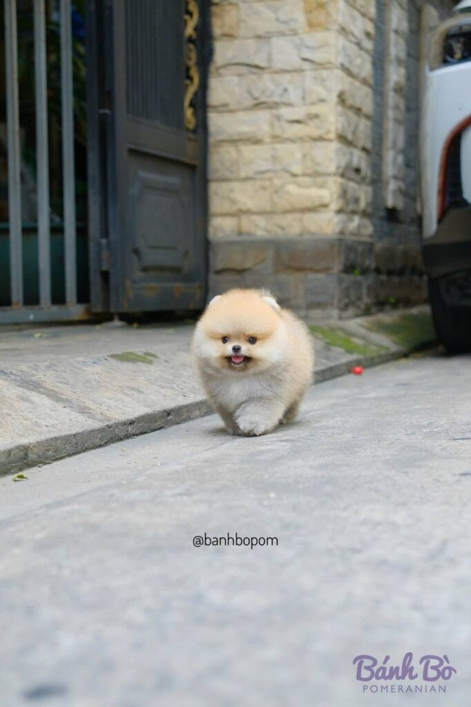 Chú chó Pomeranian con nhỏ lông trắng sáng, mặt tròn xinh xắn, đứng trên vỉa hè trước cửa nhà có tường đá