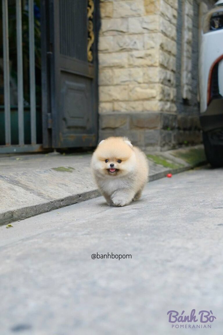 Chú chó Pomeranian con nhỏ lông trắng sáng, mặt tròn xinh xắn, đứng trên vỉa hè trước cửa nhà có tường đá