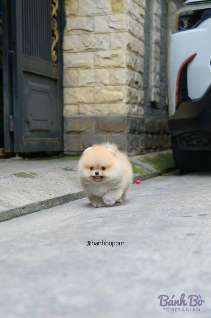 Chú chó Pomeranian con nhỏ lông trắng sáng, mặt tròn xinh xắn, đang đứng trên vỉa hè bê tông trước cổng nhà có cột đá vàng và chiếc xe ô tô màu trắng