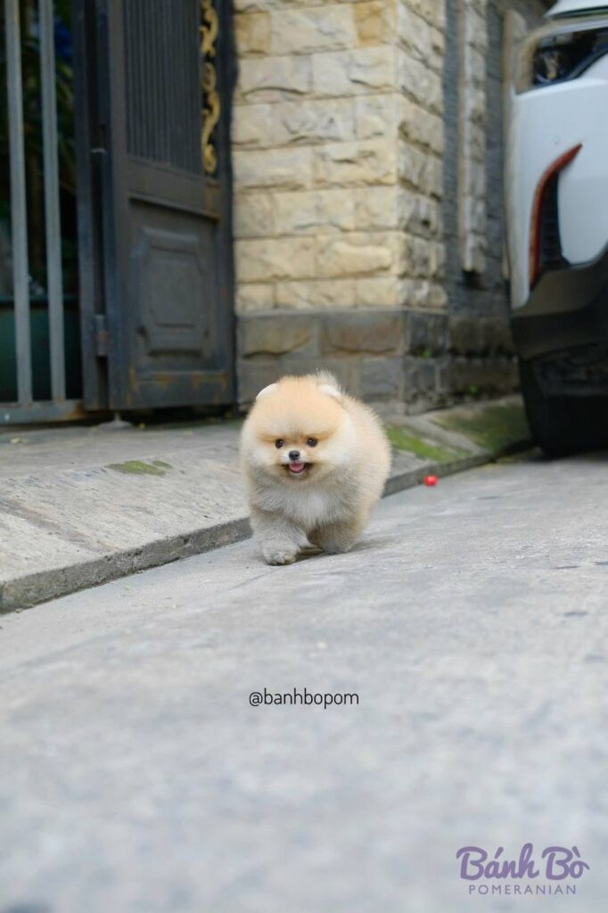 Chú chó Pomeranian con nhỏ lông trắng sáng, mặt tròn như búp bê, đứng trên đường paving, phía sau là cửa sắt xám và bức tường đá