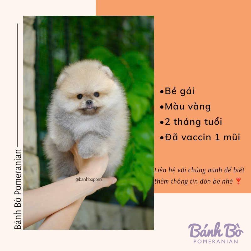 Chú Phốc sóc con màu trắng kem, mặt tròn như gấu, được bế trên tay trước nền cây xanh