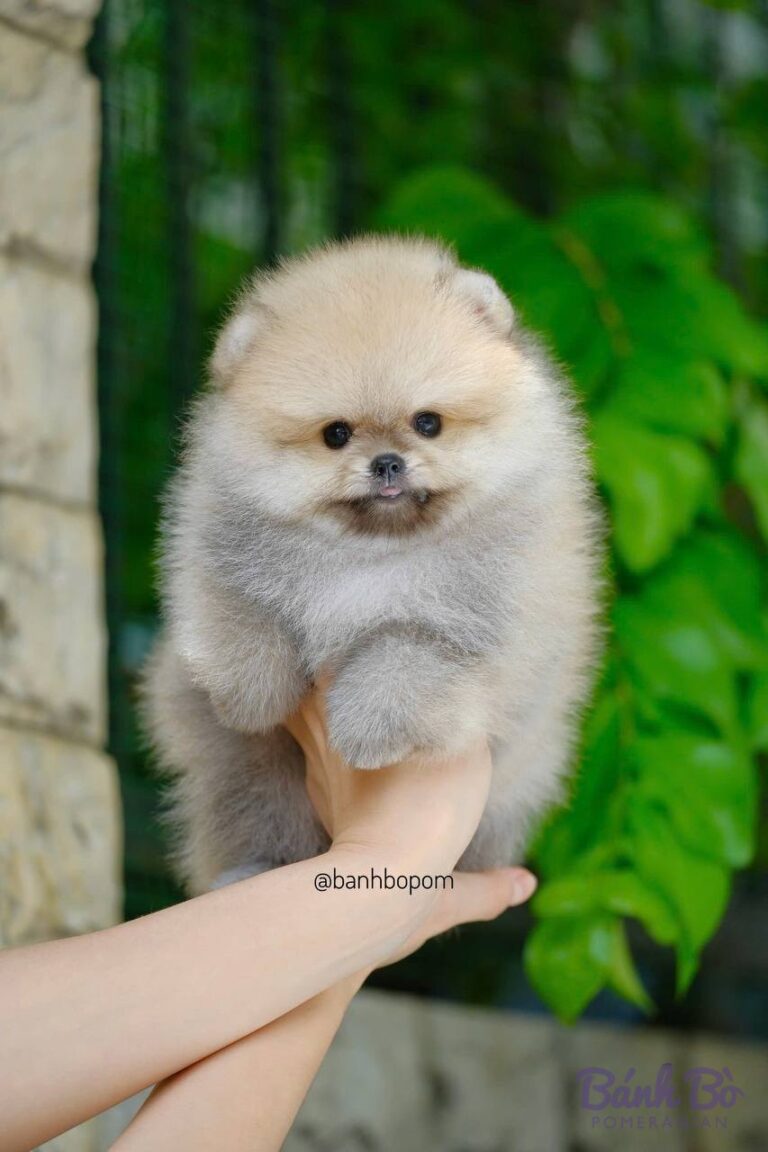 Chú chó Pomeranian con nhỏ lông trắng mịn, mặt tròn xinh xắn, được bế trên tay, phía sau là tường gạch và lá cây xanh