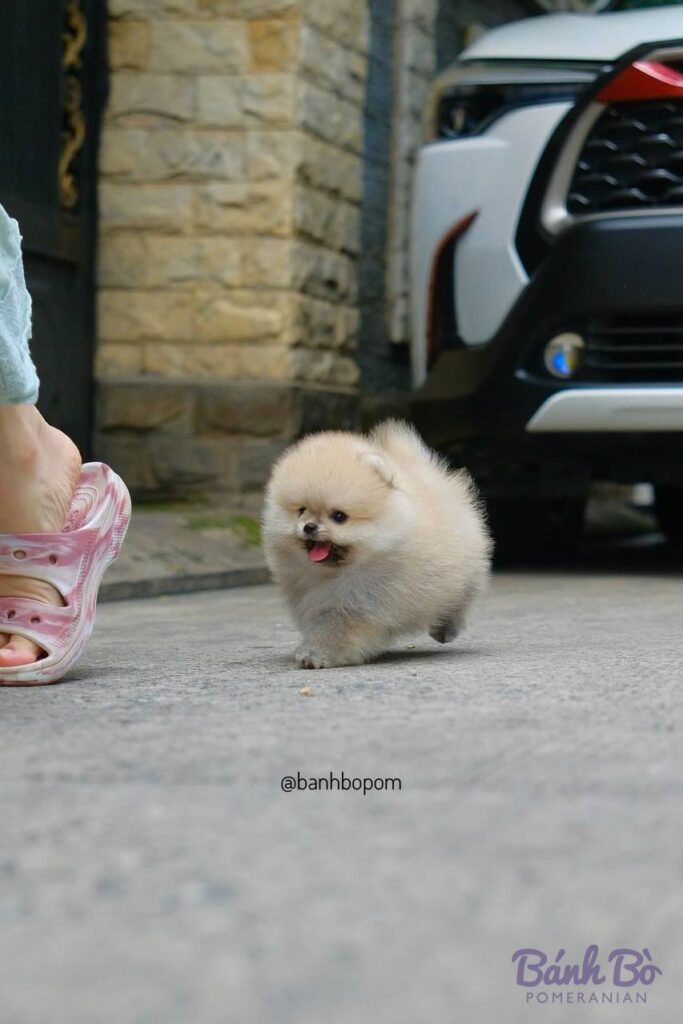 Chó Pomeranian con trắng sáng, body tròn bồng bộng, mặt xinh xắn, đang đứng trên đường phố với chân người mặc dép hồng và ô tô trắng phía sau