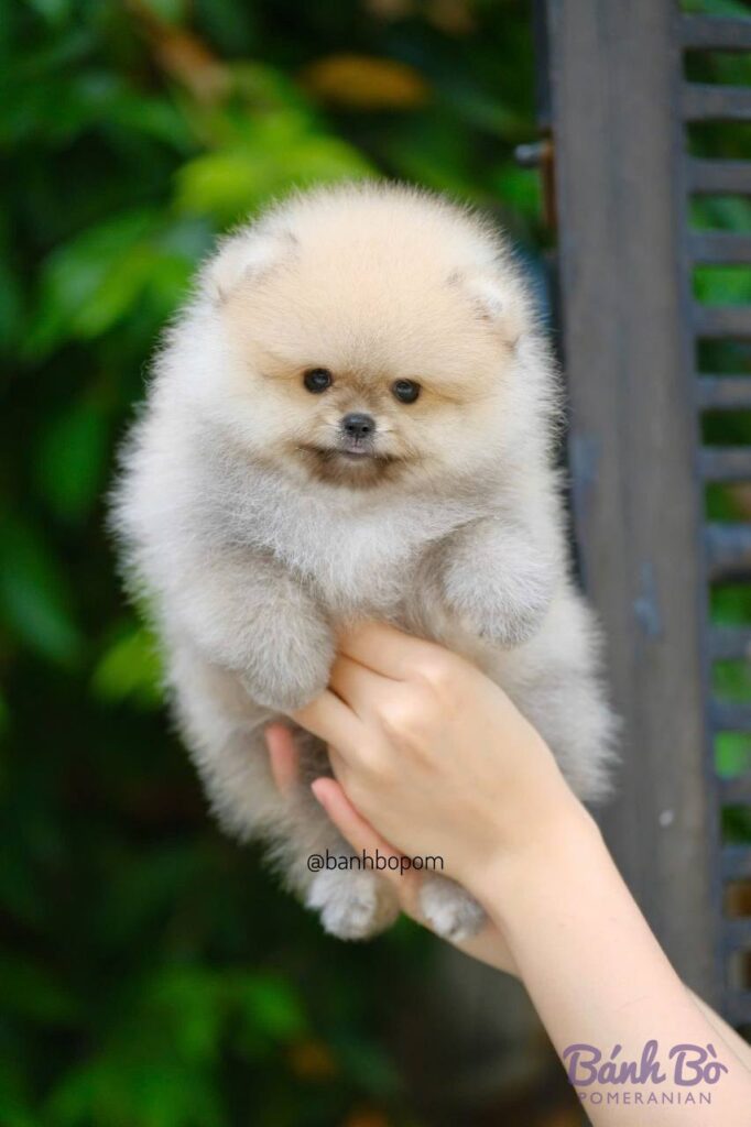 Chú chó Pomeranian con nhỏ màu trắng được ôm trên tay, mặt tròn xinh xắn, lông mềm mượt, đứng trong vườn xanh tươi