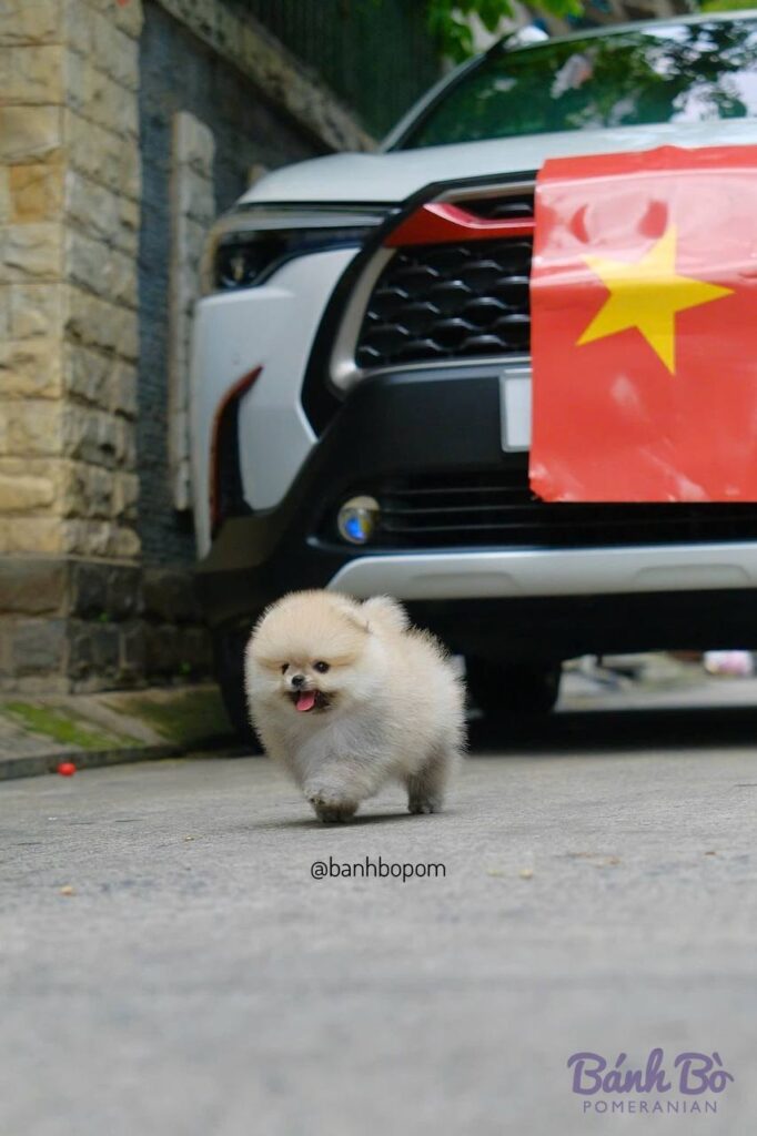 Chó Pomeranian con nhỏ, lông trắng mượt, mặt gấu xinh xắn, đứng trên đường với xe hơi và cờ đỏ sao vàng phía sau
