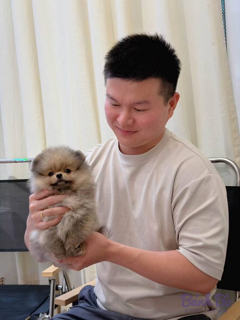 Bé Pom BB-021026-01 đã về nhà mới – Bánh Bò Pomeranian