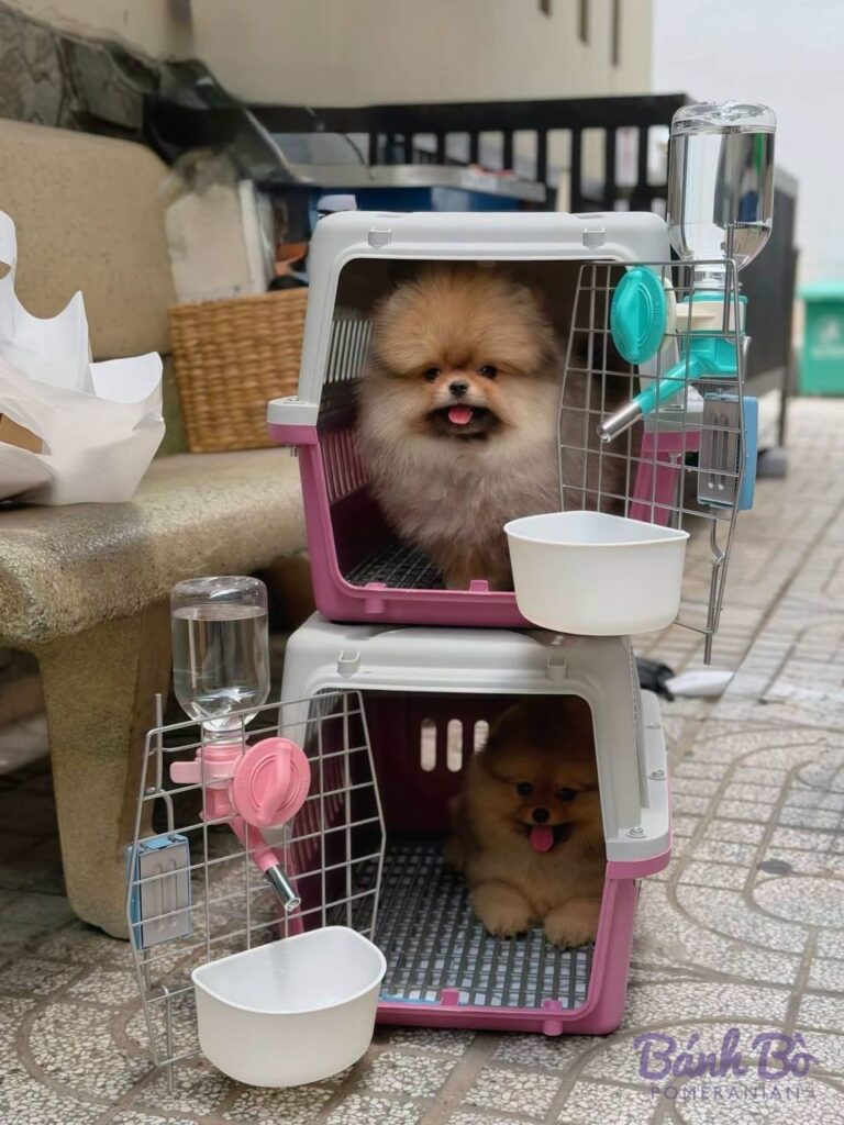 Bé Pom BB-021026-02 đã về nhà mới – Bánh Bò Pomeranian