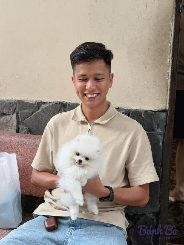 Bé Pom BB-021026B-01 đã về nhà mới – Bánh Bò Pomeranian