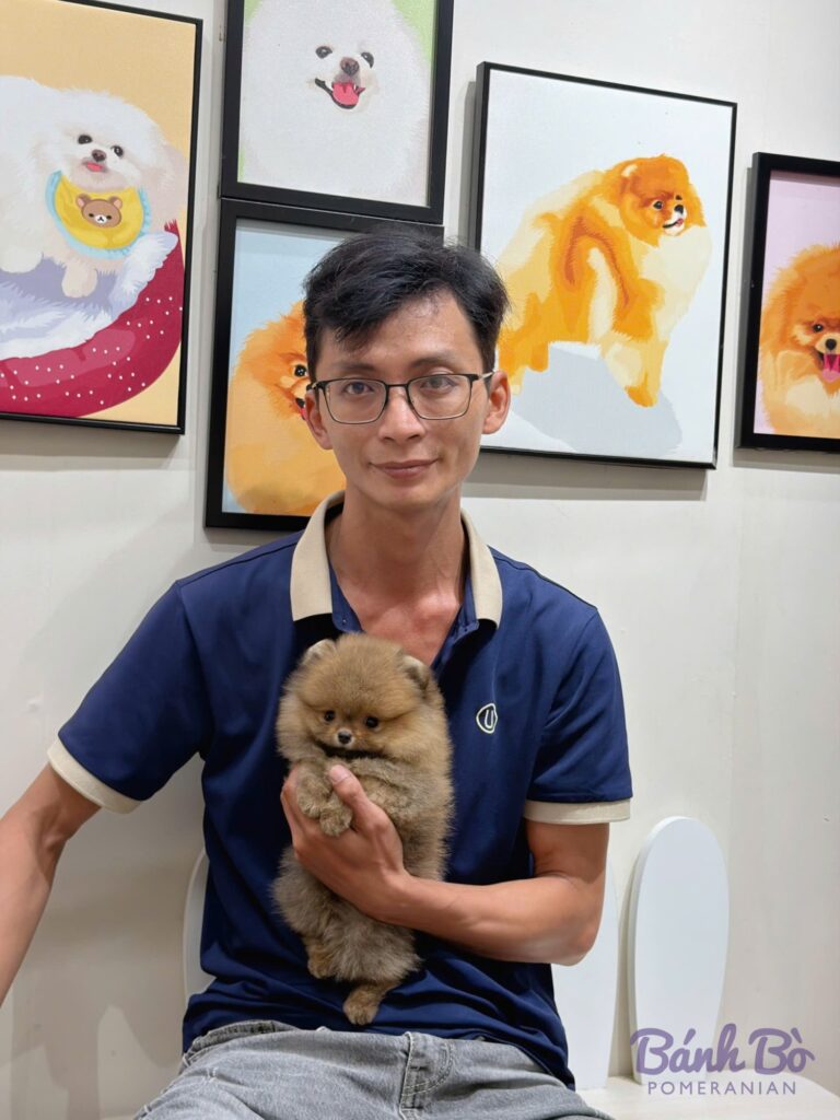 Bé Pom BB-081026-03 đã về nhà mới – Bánh Bò Pomeranian