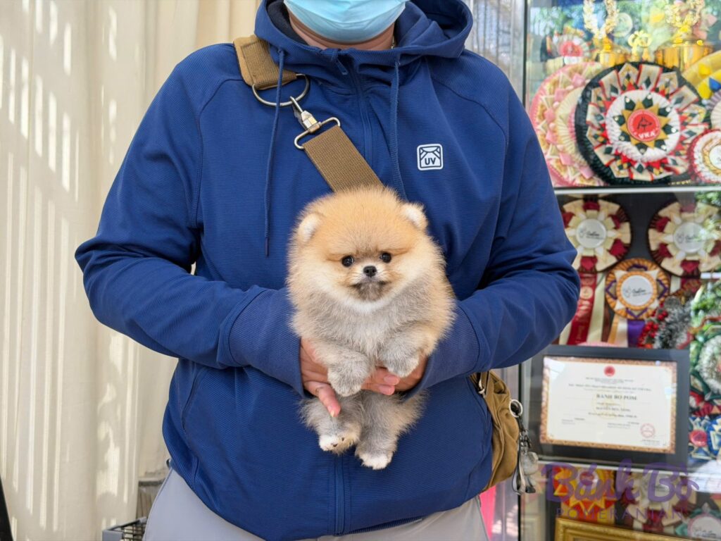 Bé Pom BB-131026-02 đã về nhà mới – Bánh Bò Pomeranian